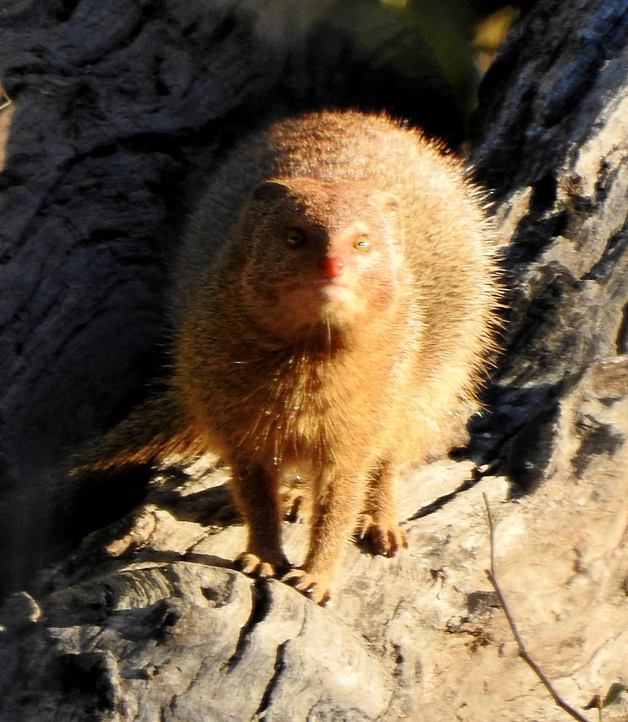 Herpestes sanguineus, Linyanti, Botswana, by supergan