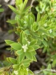 Pimelea leptospermoides