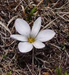 Zephyranthes andina