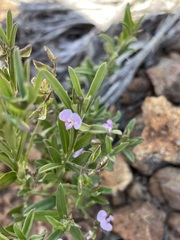 Polygala triflora