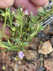 Polygala triflora