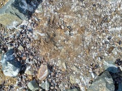 Stercorarius antarcticus