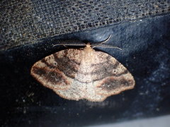 Drepanulatrix carnearia