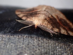 Drepanulatrix carnearia