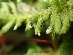 Claopodium bolanderi