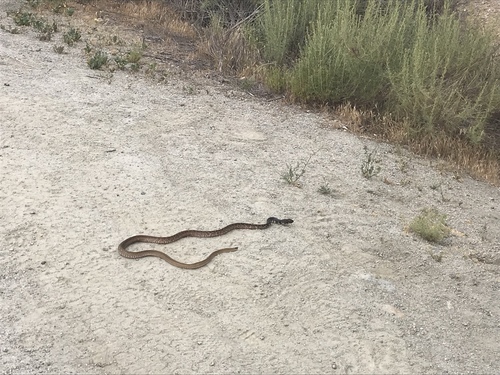 Baja California Coachwhip, Masticophis fuliginosus