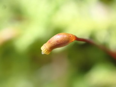 Claopodium bolanderi