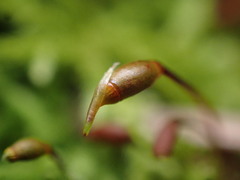 Claopodium bolanderi