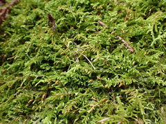Claopodium bolanderi