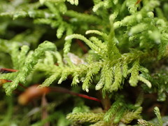 Claopodium bolanderi