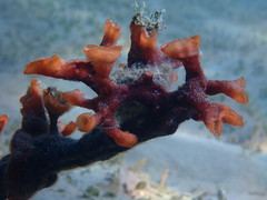 Schizoporella errata