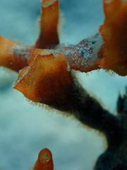 Schizoporella errata