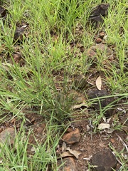 Scleria mackaviensis