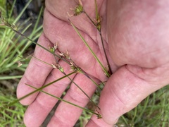 Scleria mackaviensis