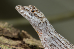 Bark Anole photo 4