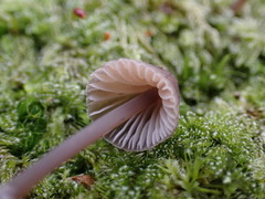Mycena silvae-nigrae