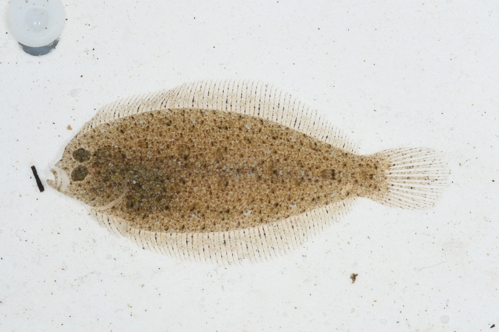Grohmann's Scald-fish