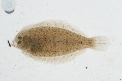 Grohmann's Scald-Fish photo 3