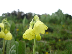 Primula sikkimensis
