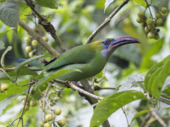 Aulacorhynchus sulcatus