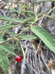 Solanum parvifolium