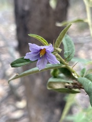 Solanum parvifolium