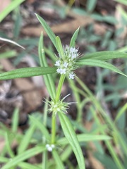 Spermacoce brachystema