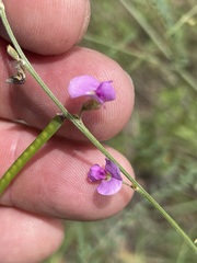 Tephrosia juncea