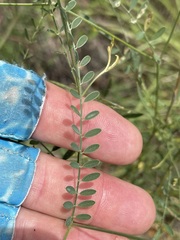 Tephrosia juncea