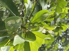 Terminalia porphyrocarpa