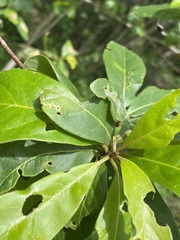 Terminalia porphyrocarpa
