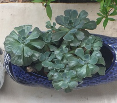 Aeonium undulatum