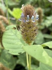 Uraria lagopodioides