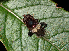 Helophilus cingulatus