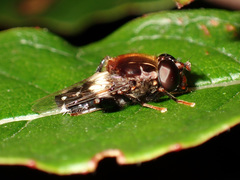 Helophilus cingulatus