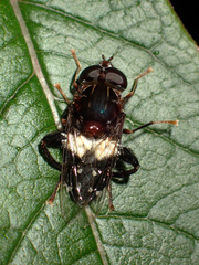 Helophilus cingulatus