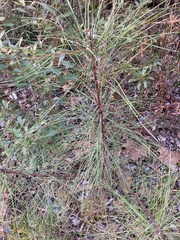 Chionaspis pinifoliae