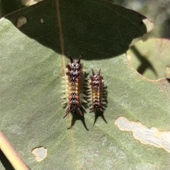 Doratifera quadriguttata