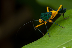 Paryphes