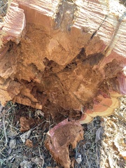 Subantrodia juniperina