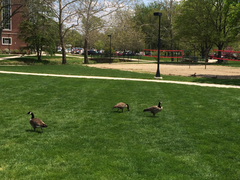 Branta canadensis