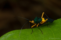 Paryphes