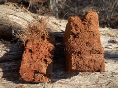 Subantrodia juniperina