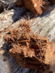 Subantrodia juniperina