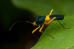 Paryphes