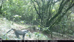 Cercopithecus mitis erythrarchus