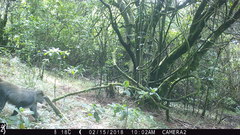 Cercopithecus mitis erythrarchus