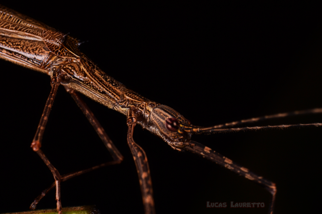 Paraphasma umbretta