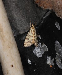 Aporocosmus lamprodeta