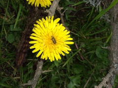 Astylus vittaticollis